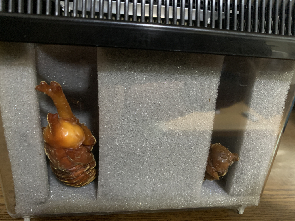 人工蛹室】サナギのへやを使ってみた【生きた教材】 | パパスタブログ