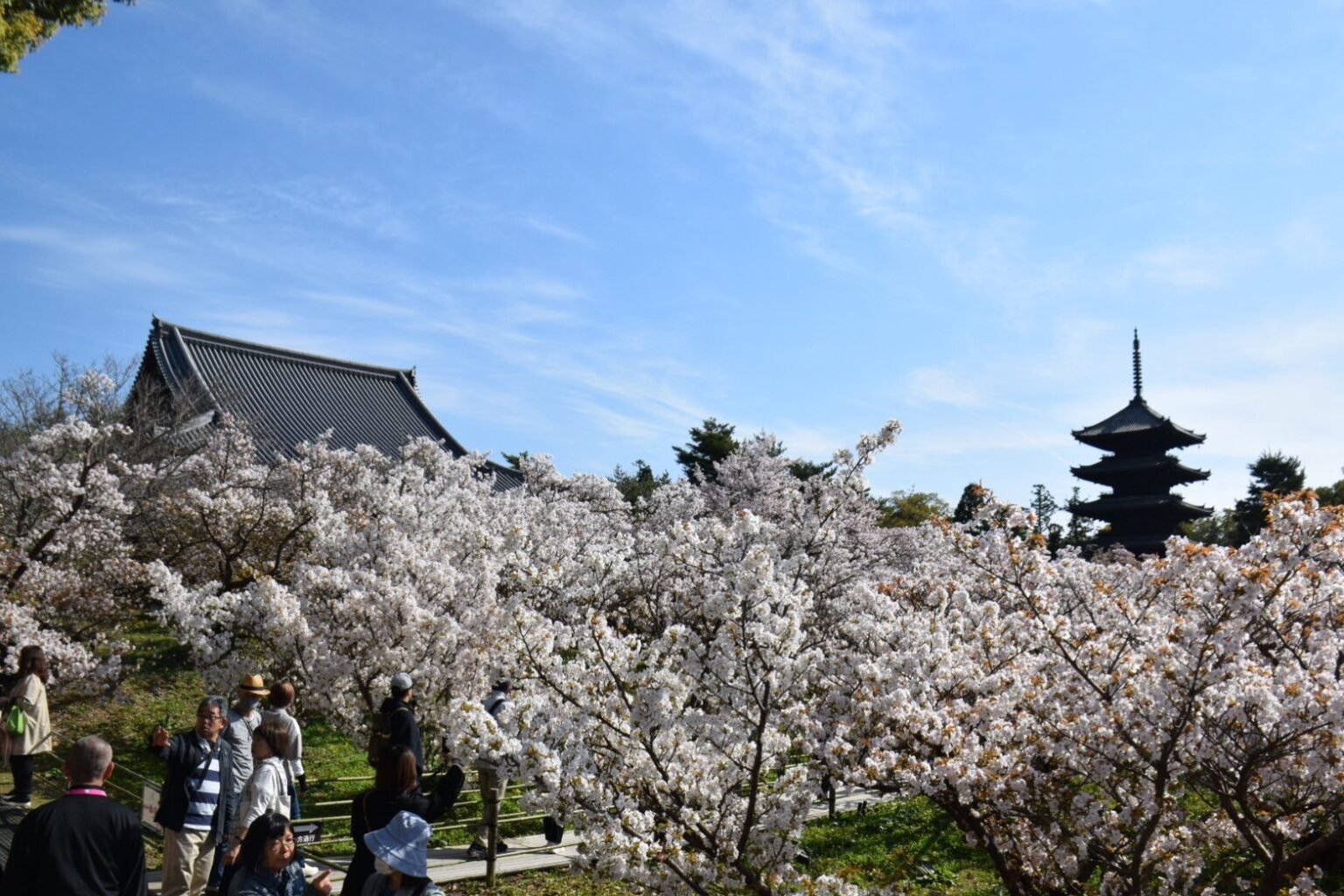 【御室花まつり】仁和寺・御室桜を訪ねて:日本の古都で春を感じる【世界遺産であり国宝であり重要文化財】 | パパスタブログ