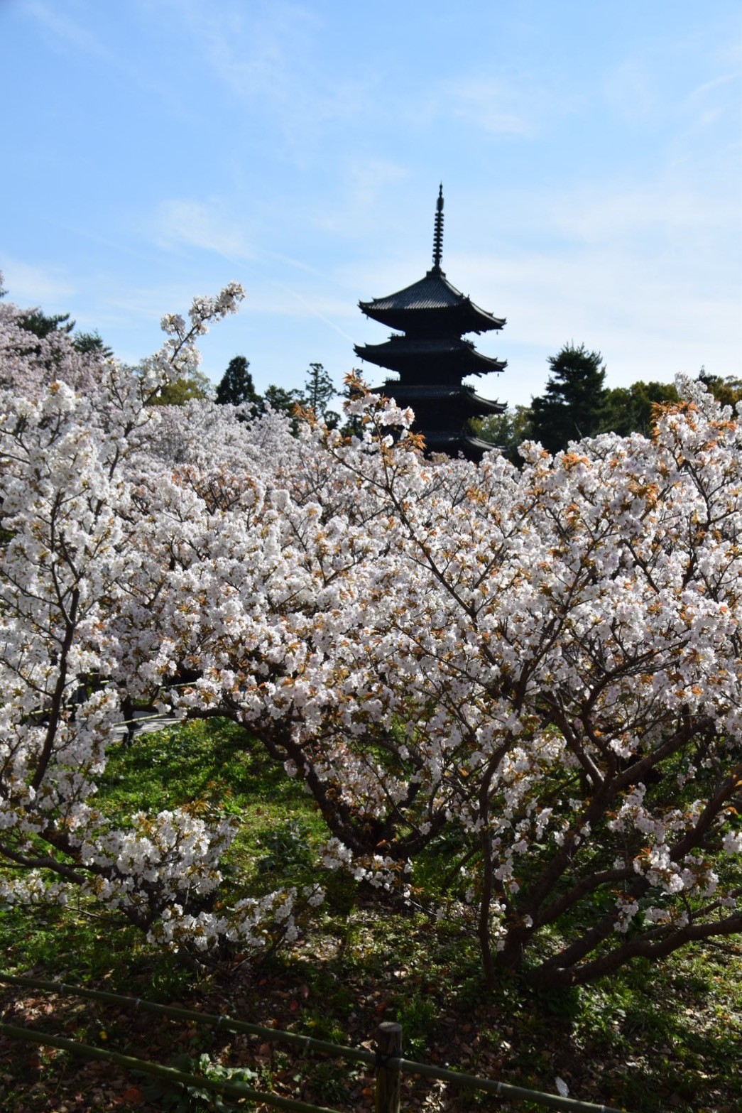 【御室花まつり】仁和寺・御室桜を訪ねて:日本の古都で春を感じる【世界遺産であり国宝であり重要文化財】 | パパスタブログ