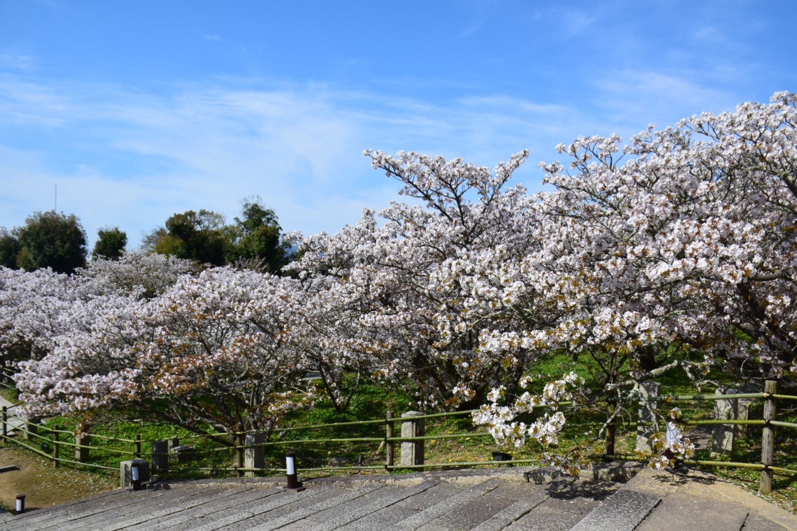 【御室花まつり】仁和寺・御室桜を訪ねて:日本の古都で春を感じる【世界遺産であり国宝であり重要文化財】 | パパスタブログ