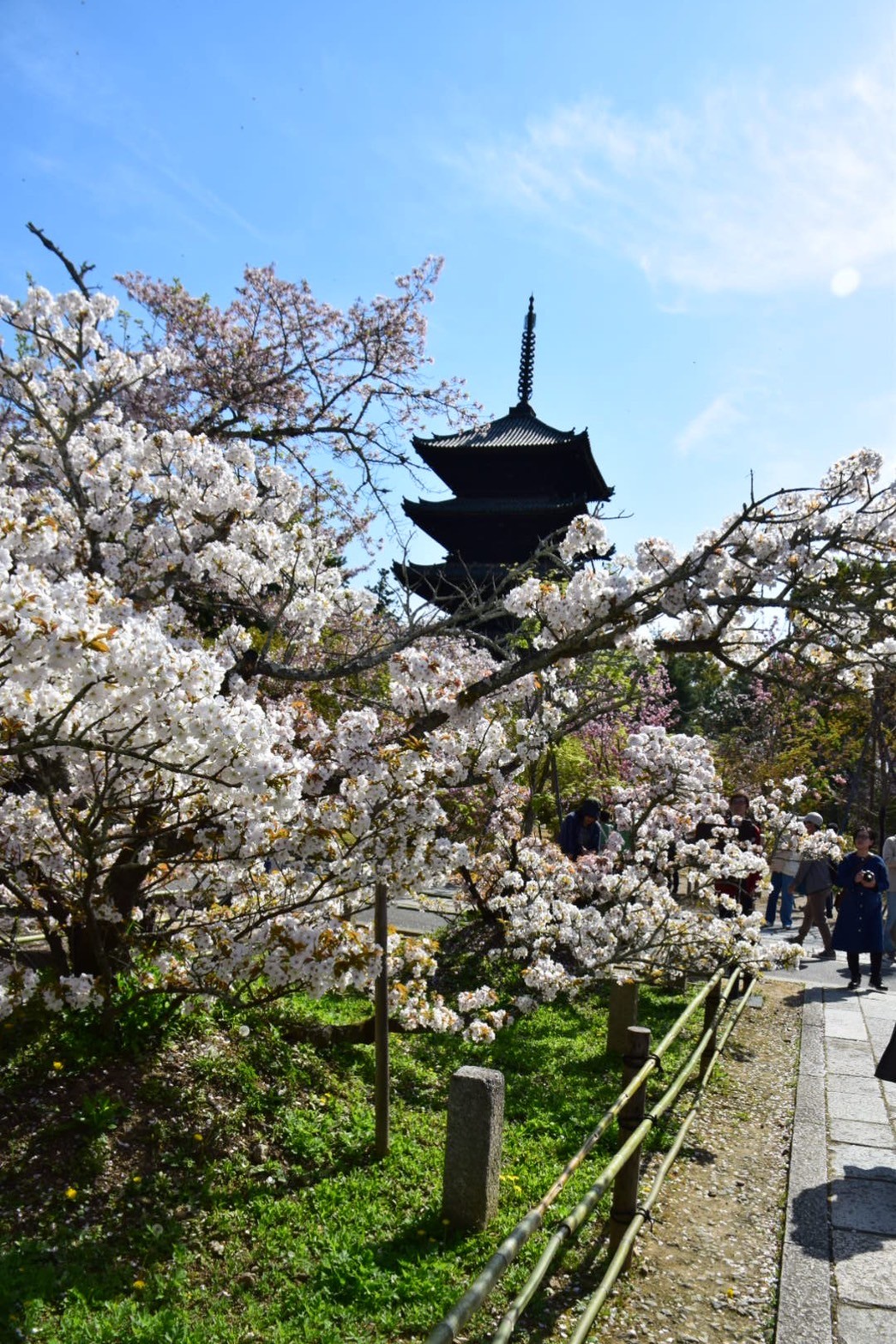 【御室花まつり】仁和寺・御室桜を訪ねて:日本の古都で春を感じる【世界遺産であり国宝であり重要文化財】 | パパスタブログ